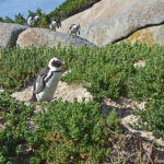 Afrikaanse pinguins in Boulders Beach<br/>Copyright © JTravel.nl Afrikaanse pinguins in Boulders Beach / Copyright © JTravel.nl
