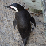 Een Afrikaanse pinguin in Boulders Beach<br/>Copyright © JTravel.nl Een Afrikaanse pinguin in Boulders Beach / Copyright © JTravel.nl