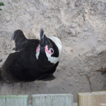 Een Afrikaanse pinguin in Boulders Beach<br/>Copyright © JTravel.nl Een Afrikaanse pinguin in Boulders Beach / Copyright © JTravel.nl