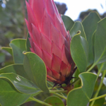 Een protea in knop in de Botanische Tuin van Stellenbosch / Copyright © JTravel.nl