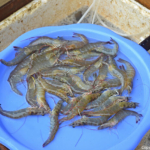 Garnalen op een lokale markt niet ver van Vinh op 10-9-2013<br/>Copyright © JTravel.nl Garnalen op een lokale markt niet ver van Vinh op 10-9-2013 / Copyright © JTravel.nl