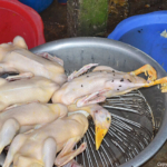 Eenden te koop op een lokale markt niet ver van Vinh op 10-9-2013<br/>Copyright © JTravel.nl Eenden te koop op een lokale markt niet ver van Vinh op 10-9-2013 / Copyright © JTravel.nl