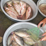 Vis te koop op een lokale markt niet ver van Vinh op 10-9-2013<br/>Copyright © JTravel.nl Vis te koop op een lokale markt niet ver van Vinh op 10-9-2013 / Copyright © JTravel.nl