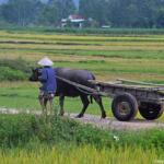 Een ossenwagen tussen Vinh en de Phong Nha grotten op 10-9-2013<br/>Copyright © JTravel.nl Een ossenwagen tussen Vinh en de Phong Nha grotten op 10-9-2013 / Copyright © JTravel.nl