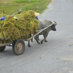 Een ossenwagen tussen Vinh en de Phong Nha grotten op 10-9-2013<br/>Copyright © JTravel.nl Een ossenwagen tussen Vinh en de Phong Nha grotten op 10-9-2013 / Copyright © JTravel.nl