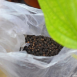 Peperkorrels nabij Vinh Moc op 11-9-2013<br/>Copyright © JTravel.nl Peperkorrels nabij Vinh Moc op 11-9-2013 / Copyright © JTravel.nl