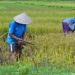 De rijstoogst tussen Vinh Moc en de DMZ lijn op 11-9-2013<br/>Copyright © JTravel.nl De rijstoogst tussen Vinh Moc en de DMZ lijn op 11-9-2013 / Copyright © JTravel.nl