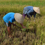 De rijstoogst tussen Vinh Moc en de DMZ lijn op 11-9-2013<br/>Copyright © JTravel.nl De rijstoogst tussen Vinh Moc en de DMZ lijn op 11-9-2013 / Copyright © JTravel.nl
