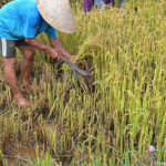 De rijstoogst tussen Vinh Moc en de DMZ lijn op 11-9-2013<br/>Copyright © JTravel.nl De rijstoogst tussen Vinh Moc en de DMZ lijn op 11-9-2013 / Copyright © JTravel.nl