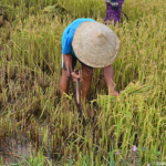 De rijstoogst tussen Vinh Moc en de DMZ lijn op 11-9-2013<br/>Copyright © JTravel.nl De rijstoogst tussen Vinh Moc en de DMZ lijn op 11-9-2013 / Copyright © JTravel.nl