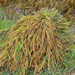 De rijstoogst tussen Vinh Moc en de DMZ lijn op 11-9-2013<br/>Copyright © JTravel.nl De rijstoogst tussen Vinh Moc en de DMZ lijn op 11-9-2013 / Copyright © JTravel.nl