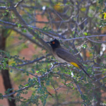 Een driekleurbuulbuulvogel bij de Augrabies Falls<br/>Copyright © JTravel.nl Een driekleurbuulbuulvogel bij de Augrabies Falls / Copyright © JTravel.nl