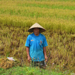 De rijstoogst tussen Vinh Moc en de DMZ lijn op 11-9-2013<br/>Copyright © JTravel.nl De rijstoogst tussen Vinh Moc en de DMZ lijn op 11-9-2013 / Copyright © JTravel.nl