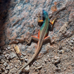 Een rotshagedis bij de Augrabies Falls<br/>Copyright © JTravel.nl Een rotshagedis bij de Augrabies Falls / Copyright © JTravel.nl