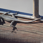 Een geelkeelschildhagedis bij de Augrabies Falls<br/>Copyright © JTravel.nl Een geelkeelschildhagedis bij de Augrabies Falls / Copyright © JTravel.nl