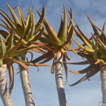 Een aloeplant bij de Augrabies Falls<br/>Copyright © JTravel.nl Een aloeplant bij de Augrabies Falls / Copyright © JTravel.nl