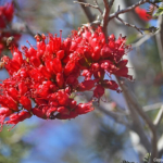 Een plant bij de Augrabies Falls<br/>Copyright © JTravel.nl Een plant bij de Augrabies Falls / Copyright © JTravel.nl