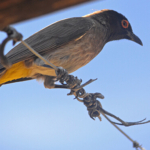Een driekleurbuulbuulvogel bij de Augrabies Falls<br/>Copyright © JTravel.nl Een driekleurbuulbuulvogel bij de Augrabies Falls / Copyright © JTravel.nl