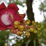 Een bloem in de Thien Mu Pagode in Hué<br/>Copyright © JTravel.nl Een bloem in de Thien Mu Pagode in Hué / Copyright © JTravel.nl