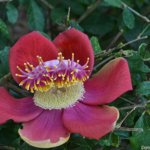 Een bloem in de Thien Mu Pagode in Hué<br/>Copyright © JTravel.nl Een bloem in de Thien Mu Pagode in Hué / Copyright © JTravel.nl