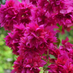 Bougainville in het klooster van Hué<br/>Copyright © JTravel.nl Bougainville in het klooster van Hué / Copyright © JTravel.nl