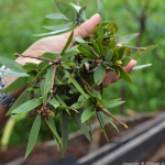 Een paar eucalyptustakken tussen Hué en de Wolkenpas op 13-9-2013<br/>Copyright © JTravel.nl Een paar eucalyptustakken tussen Hué en de Wolkenpas op 13-9-2013 / Copyright © JTravel.nl