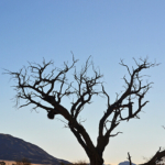 Een boom tijdens de sundowner op de Little Sossus Campsite<br/>Copyright © JTravel.nl Een boom tijdens de sundowner op de Little Sossus Campsite / Copyright © JTravel.nl