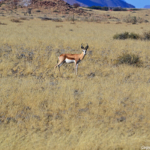 Een springbok tijdens de sundowner op de Little Sossus Campsite<br/>Copyright © JTravel.nl Een springbok tijdens de sundowner op de Little Sossus Campsite / Copyright © JTravel.nl