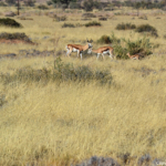 Springbokken tijdens de sundowner op de Little Sossus Campsite<br/>Copyright © JTravel.nl Springbokken tijdens de sundowner op de Little Sossus Campsite / Copyright © JTravel.nl