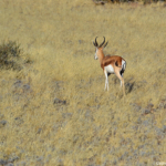Een springbok tijdens de sundowner op de Little Sossus Campsite<br/>Copyright © JTravel.nl Een springbok tijdens de sundowner op de Little Sossus Campsite / Copyright © JTravel.nl