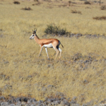 Een springbok tijdens de sundowner op de Little Sossus Campsite<br/>Copyright © JTravel.nl Een springbok tijdens de sundowner op de Little Sossus Campsite / Copyright © JTravel.nl