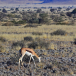 Een springbok tijdens de sundowner op de Little Sossus Campsite<br/>Copyright © JTravel.nl Een springbok tijdens de sundowner op de Little Sossus Campsite / Copyright © JTravel.nl