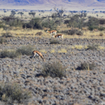Springbokken tijdens de sundowner op de Little Sossus Campsite<br/>Copyright © JTravel.nl Springbokken tijdens de sundowner op de Little Sossus Campsite / Copyright © JTravel.nl