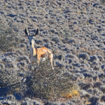 Een springbok tijdens de sundowner op de Little Sossus Campsite<br/>Copyright © JTravel.nl Een springbok tijdens de sundowner op de Little Sossus Campsite / Copyright © JTravel.nl