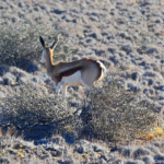 Een springbok tijdens de sundowner op de Little Sossus Campsite<br/>Copyright © JTravel.nl Een springbok tijdens de sundowner op de Little Sossus Campsite / Copyright © JTravel.nl