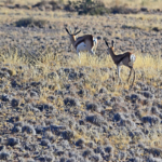 Springbokken tijdens de sundowner op de Little Sossus Campsite<br/>Copyright © JTravel.nl Springbokken tijdens de sundowner op de Little Sossus Campsite / Copyright © JTravel.nl