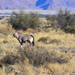 Een gemsbok tijdens de sundowner op de Little Sossus Campsite<br/>Copyright © JTravel.nl Een gemsbok tijdens de sundowner op de Little Sossus Campsite / Copyright © JTravel.nl