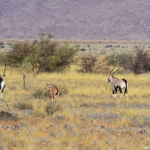 Gemsbokken en springbokken tijdens de sundowner op de Little Sossus Campsite<br/>Copyright © JTravel.nl Gemsbokken en springbokken tijdens de sundowner op de Little Sossus Campsite / Copyright © JTravel.nl