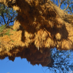 Een wevernest tijdens de sundowner op de Little Sossus Campsite<br/>Copyright © JTravel.nl Een wevernest tijdens de sundowner op de Little Sossus Campsite / Copyright © JTravel.nl
