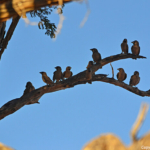 Republikeinwevers tijdens de sundowner op de Little Sossus Campsite<br/>Copyright © JTravel.nl Republikeinwevers tijdens de sundowner op de Little Sossus Campsite / Copyright © JTravel.nl