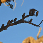 Republikeinwevers de sundowner op de Little Sossus Campsite<br/>Copyright © JTravel.nl Republikeinwevers tijdens de sundowner op de Little Sossus Campsite / Copyright © JTravel.nl