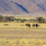Gnoes tijdens de sundowner op de Little Sossus Campsite<br/>Copyright © JTravel.nl Gnoes tijdens de sundowner op de Little Sossus Campsite / Copyright © JTravel.nl