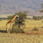 Een giraffe tijdens de sundowner op de Little Sossus Campsite<br/>Copyright © JTravel.nl Een giraffe tijdens de sundowner op de Little Sossus Campsite / Copyright © JTravel.nl