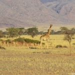 Een giraffe tijdens de sundowner op de Little Sossus Campsite<br/>Copyright © JTravel.nl Een giraffe tijdens de sundowner op de Little Sossus Campsite / Copyright © JTravel.nl
