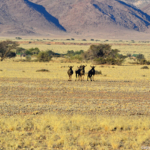 Gnoes tijdens de sundowner op de Little Sossus Campsite<br/>Copyright © JTravel.nl Gnoes tijdens de sundowner op de Little Sossus Campsite / Copyright © JTravel.nl