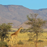 Een giraffe tijdens de sundowner op de Little Sossus Campsite<br/>Copyright © JTravel.nl Een giraffe tijdens de sundowner op de Little Sossus Campsite / Copyright © JTravel.nl