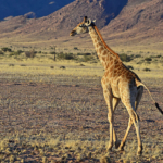 Een giraffe tijdens de sundowner op de Little Sossus Campsite<br/>Copyright © JTravel.nl Een giraffe tijdens de sundowner op de Little Sossus Campsite / Copyright © JTravel.nl