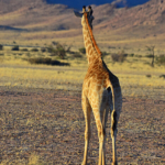 Een giraffe tijdens de sundowner op de Little Sossus Campsite<br/>Copyright © JTravel.nl Een giraffe tijdens de sundowner op de Little Sossus Campsite / Copyright © JTravel.nl