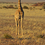 Een giraffe tijdens de sundowner op de Little Sossus Campsite<br/>Copyright © JTravel.nl Een giraffe tijdens de sundowner op de Little Sossus Campsite / Copyright © JTravel.nl