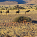 Gnoes tijdens de sundowner op de Little Sossus Campsite<br/>Copyright © JTravel.nl Gnoes tijdens de sundowner op de Little Sossus Campsite / Copyright © JTravel.nl